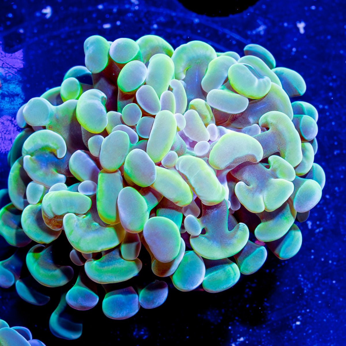 Assorted Branching Hammer - Cultured - riptide aquaculture llc