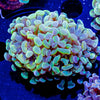 Assorted Branching Hammer - Cultured - riptide aquaculture llc