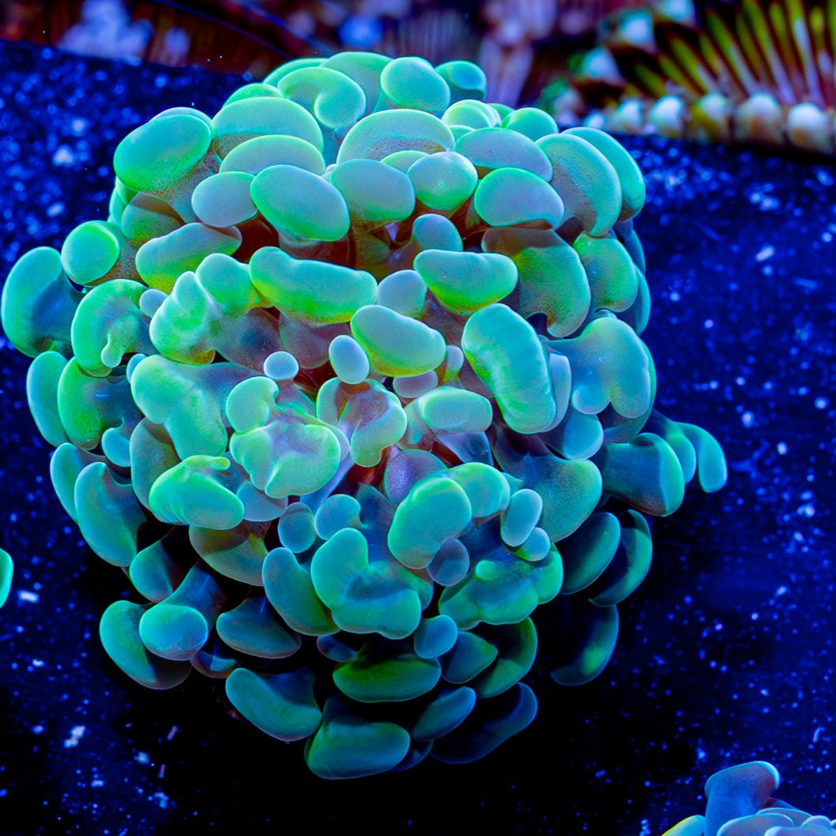 Assorted Branching Hammer - Cultured - riptide aquaculture llc