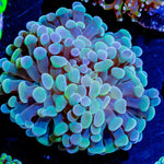 Assorted Branching Hammer - Cultured - riptide aquaculture llc