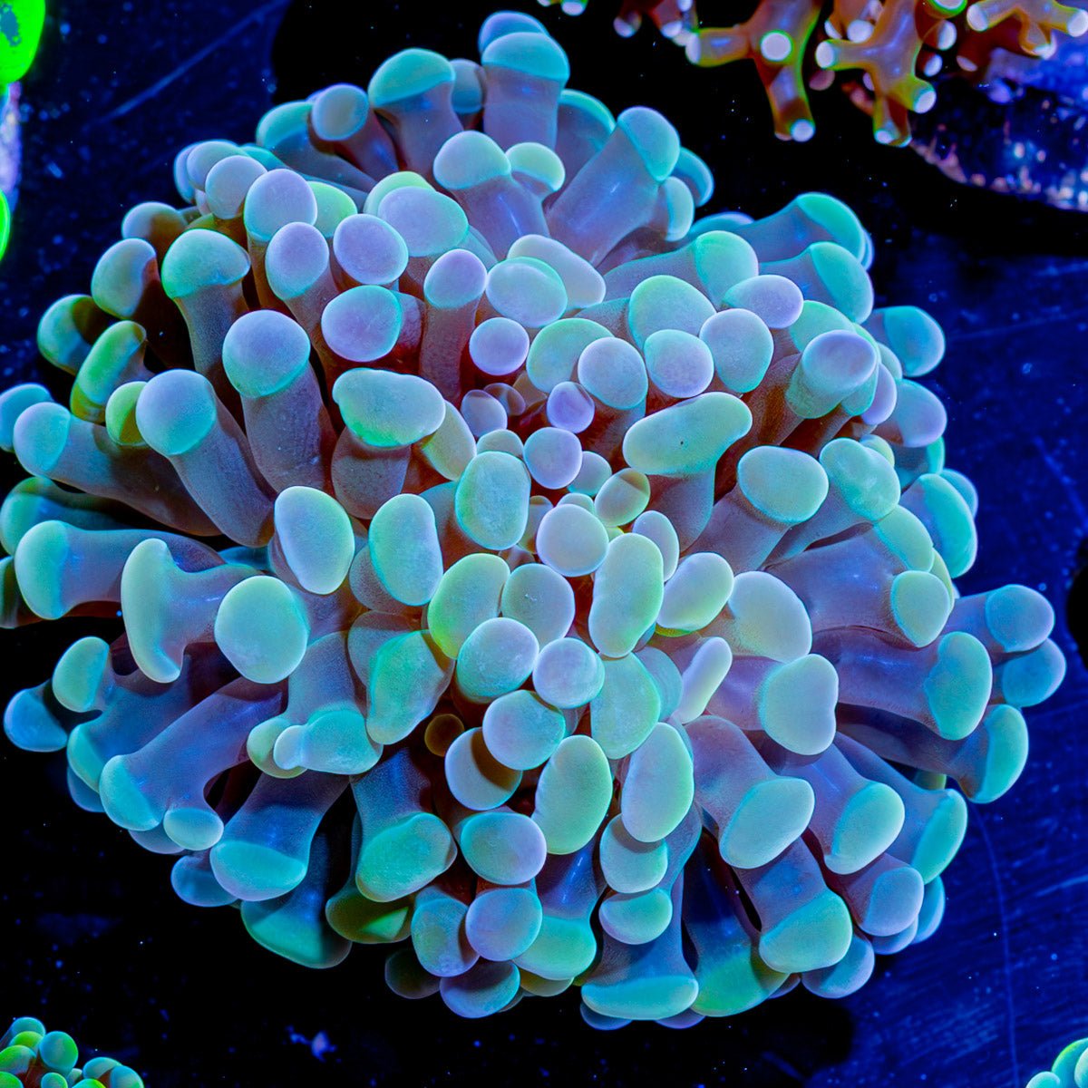 Assorted Branching Hammer - Cultured - riptide aquaculture llc
