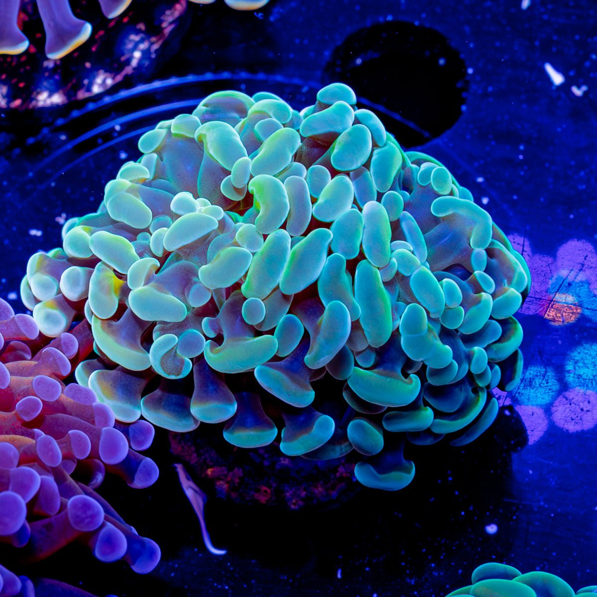 Assorted Branching Hammer - Cultured - riptide aquaculture llc