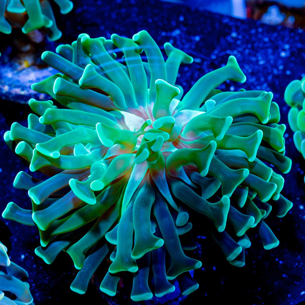 Assorted Branching Hammer - Cultured - riptide aquaculture llc