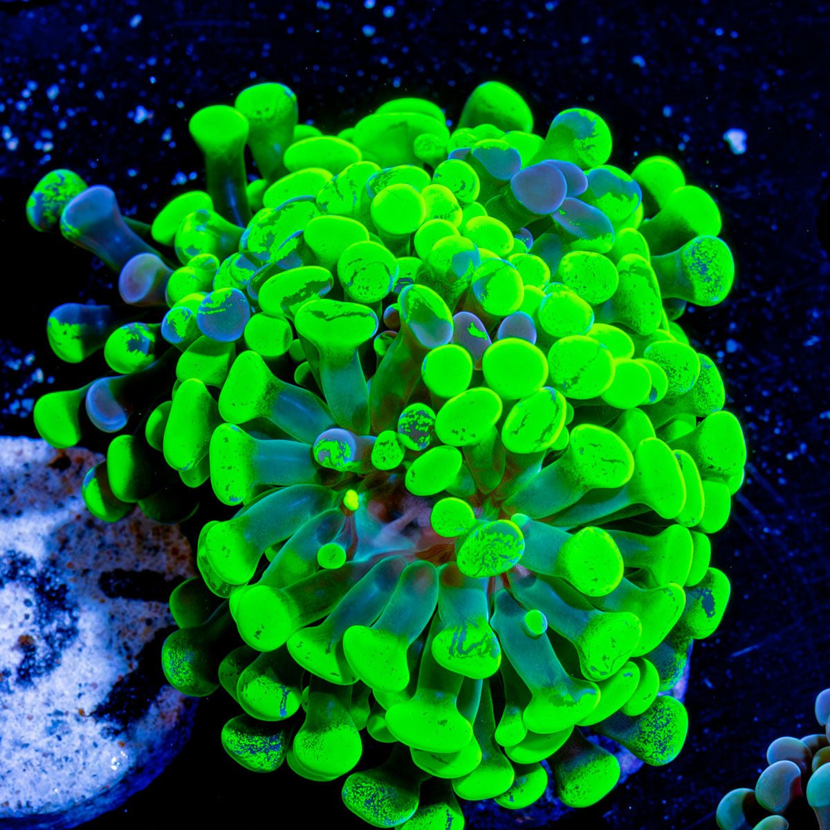Splatter Hammer - riptide aquaculture llc