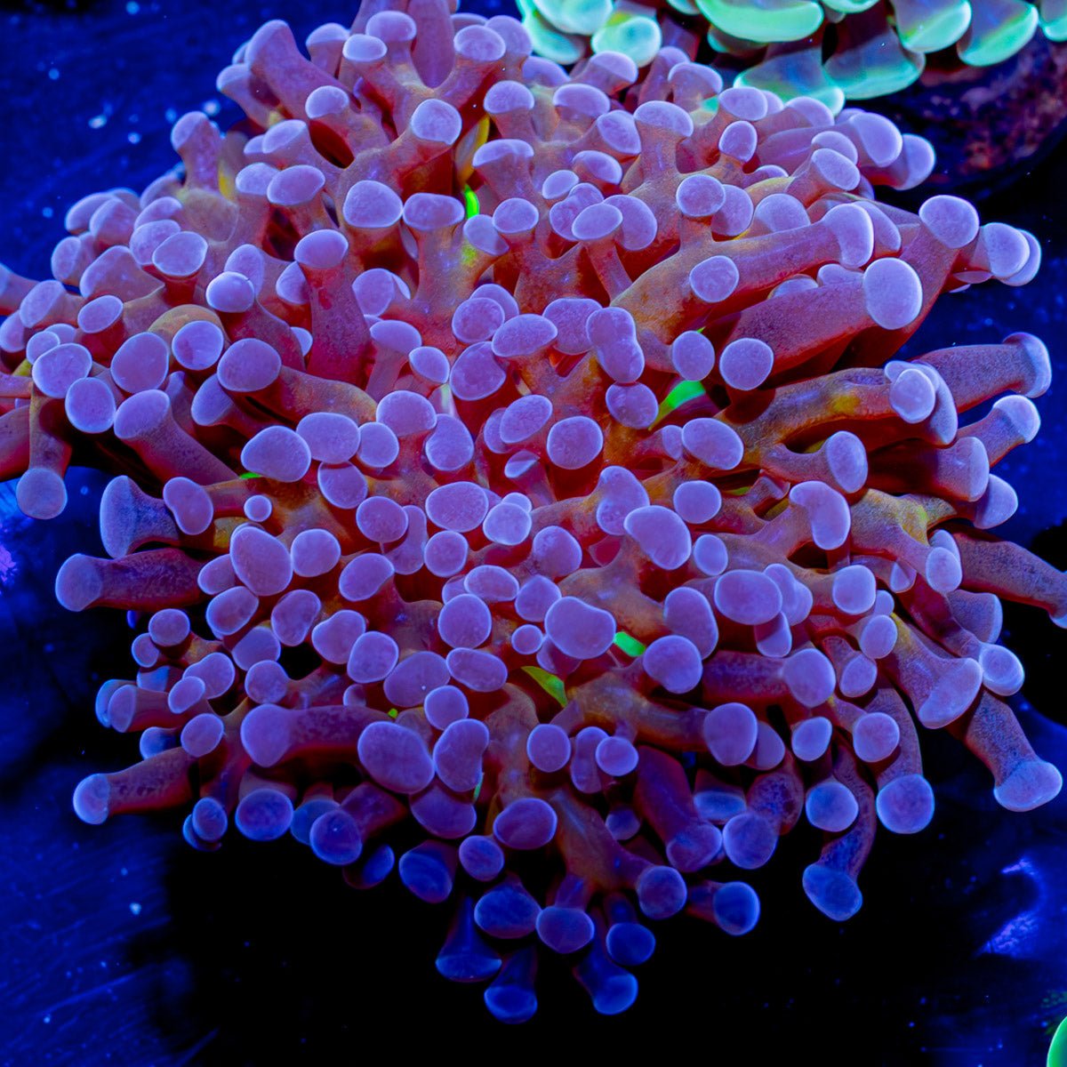 Frammer - riptide aquaculture llc