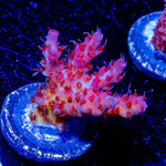 Night Fury Acropora - riptide aquaculture llc