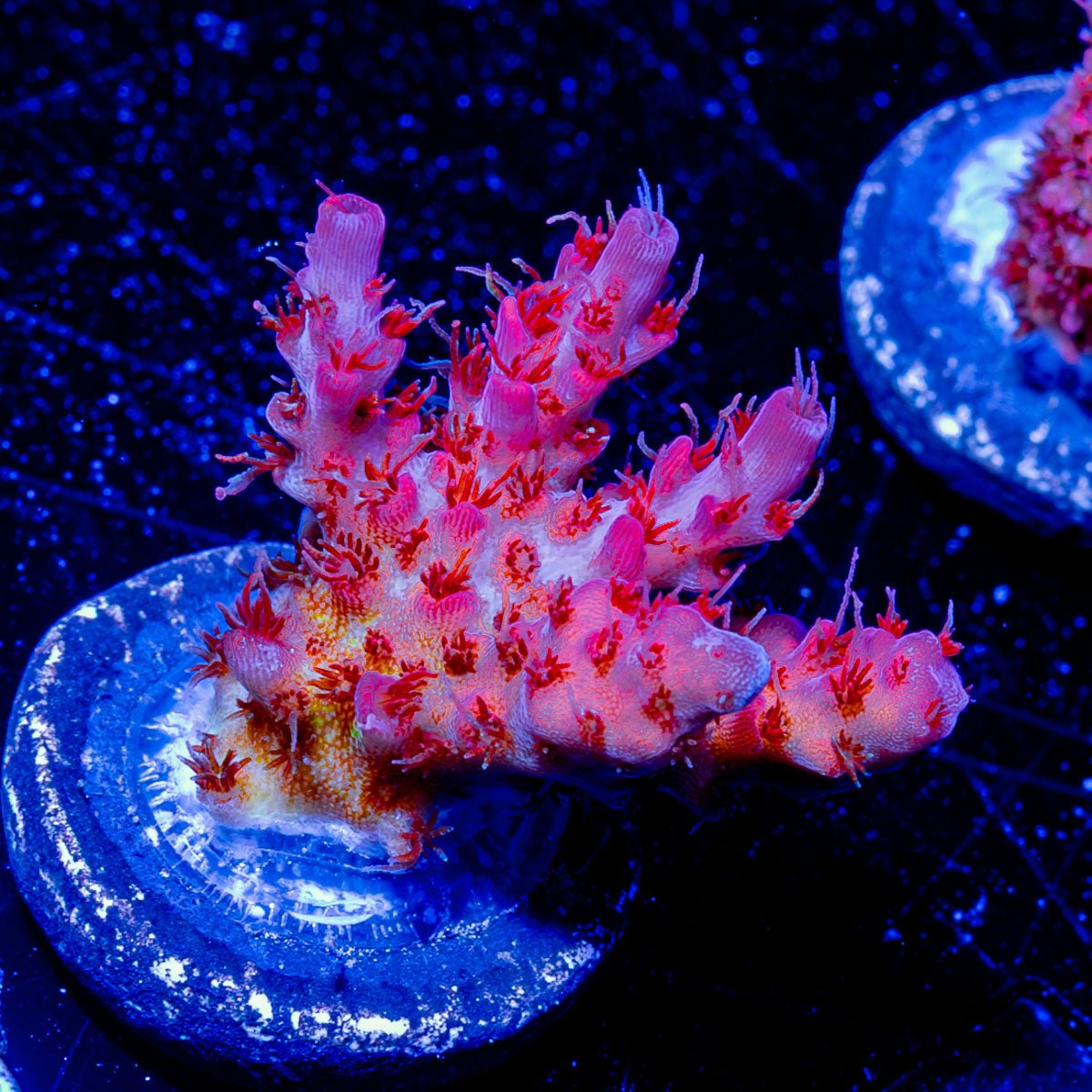 Night Fury Acropora - riptide aquaculture llc