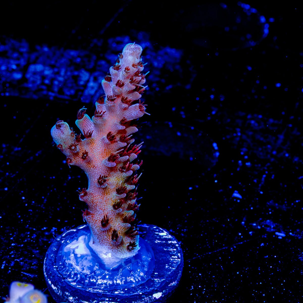 Robot Santa Claus Acropora - riptide aquaculture llc