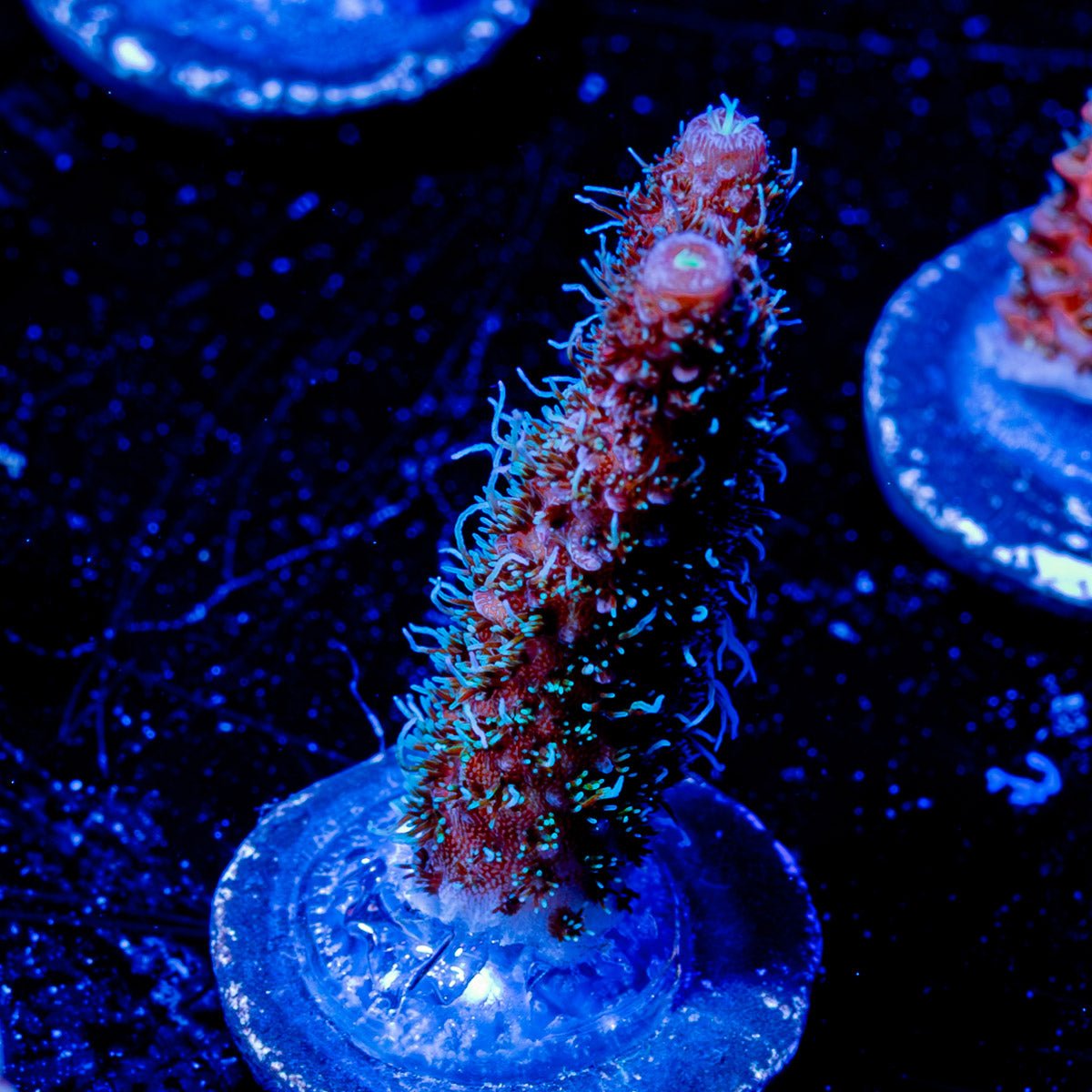 Heaven to Hell Millepora - riptide aquaculture llc