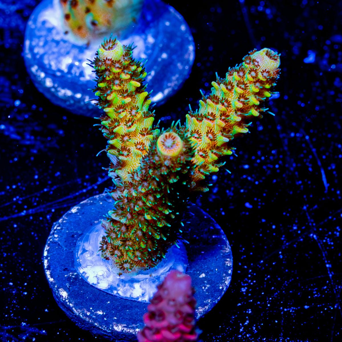 Sky Walker Millepora - riptide aquaculture llc