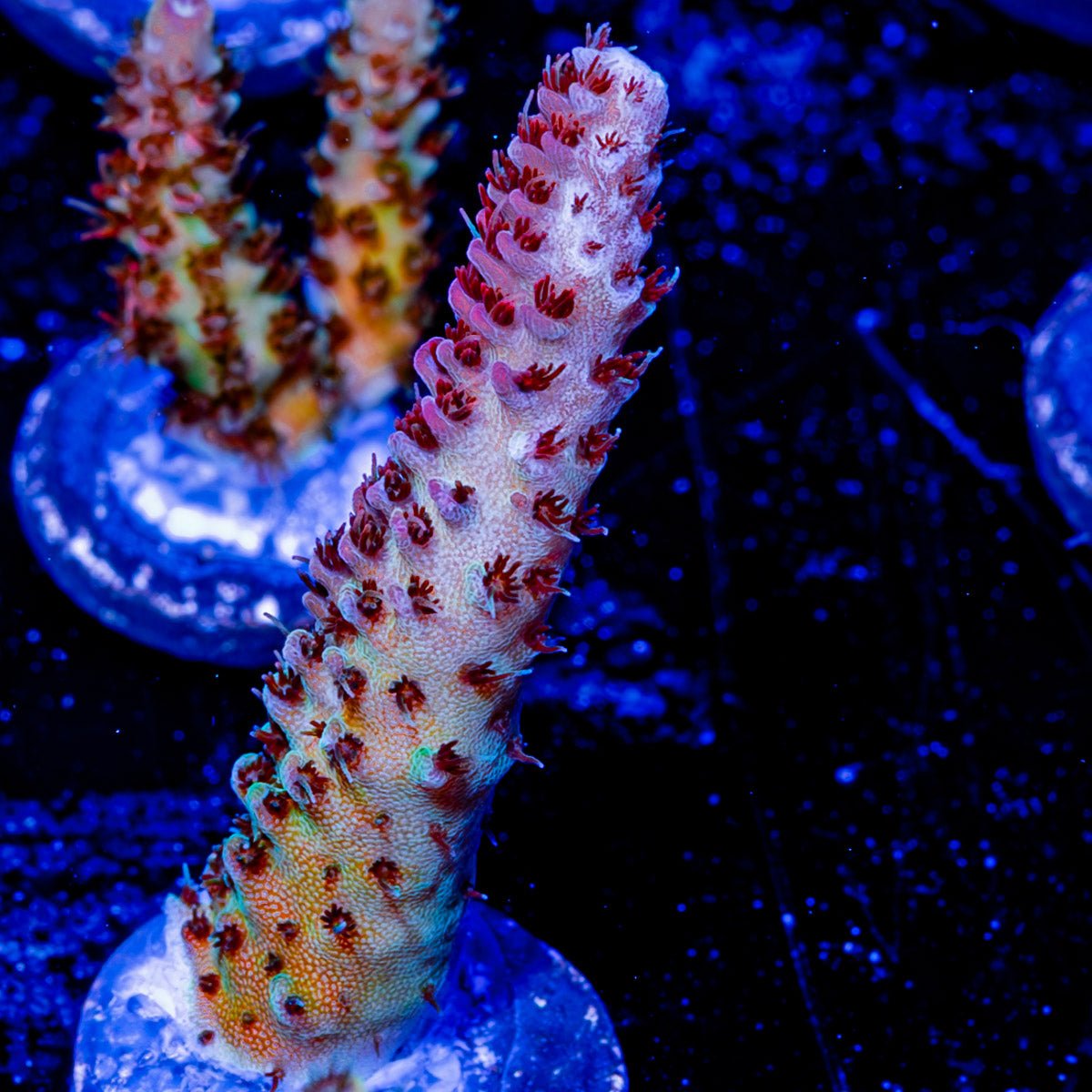 Crimson Milliepora - riptide aquaculture llc