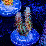 Robot Santa claus Acropora - riptide aquaculture llc
