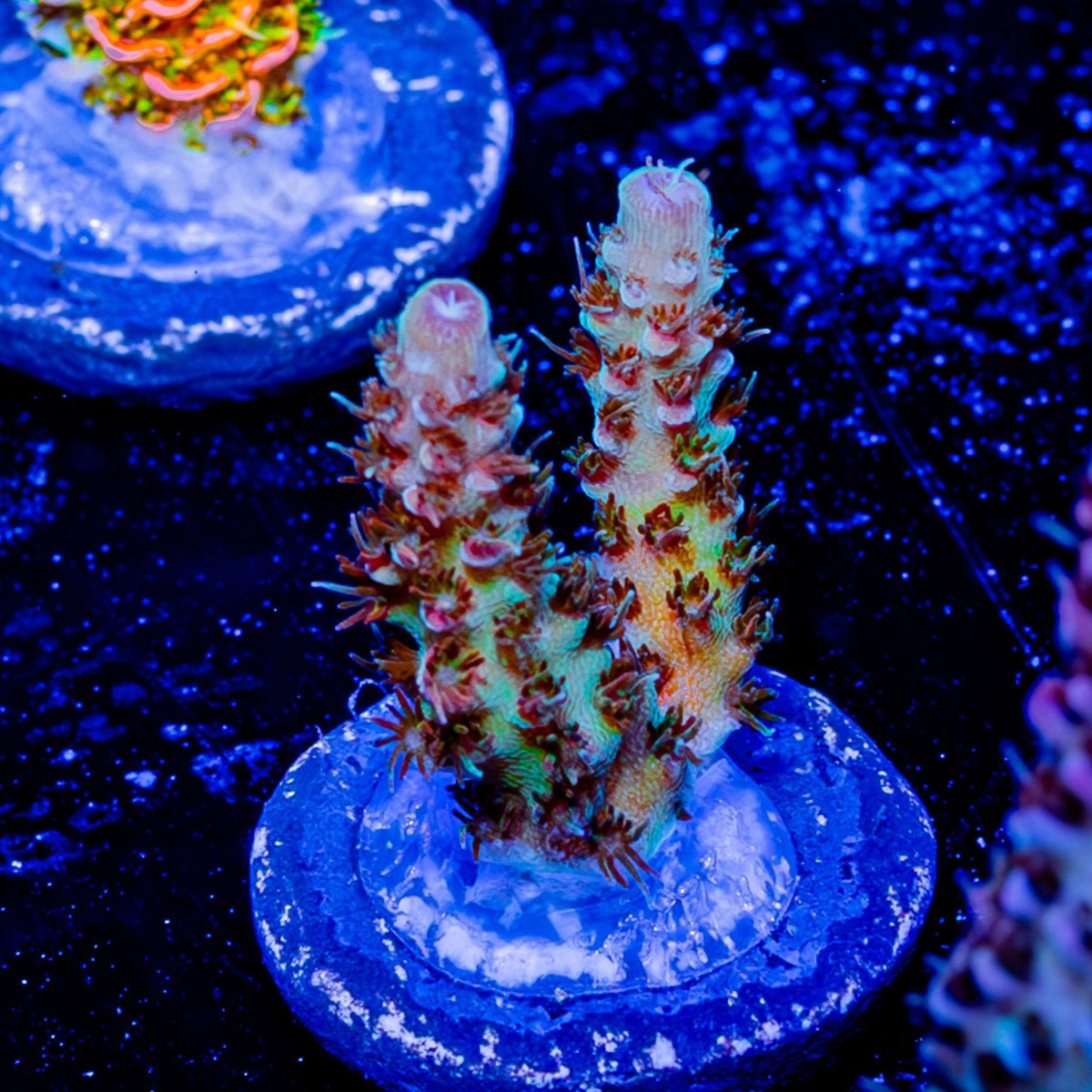 Robot Santa claus Acropora - riptide aquaculture llc