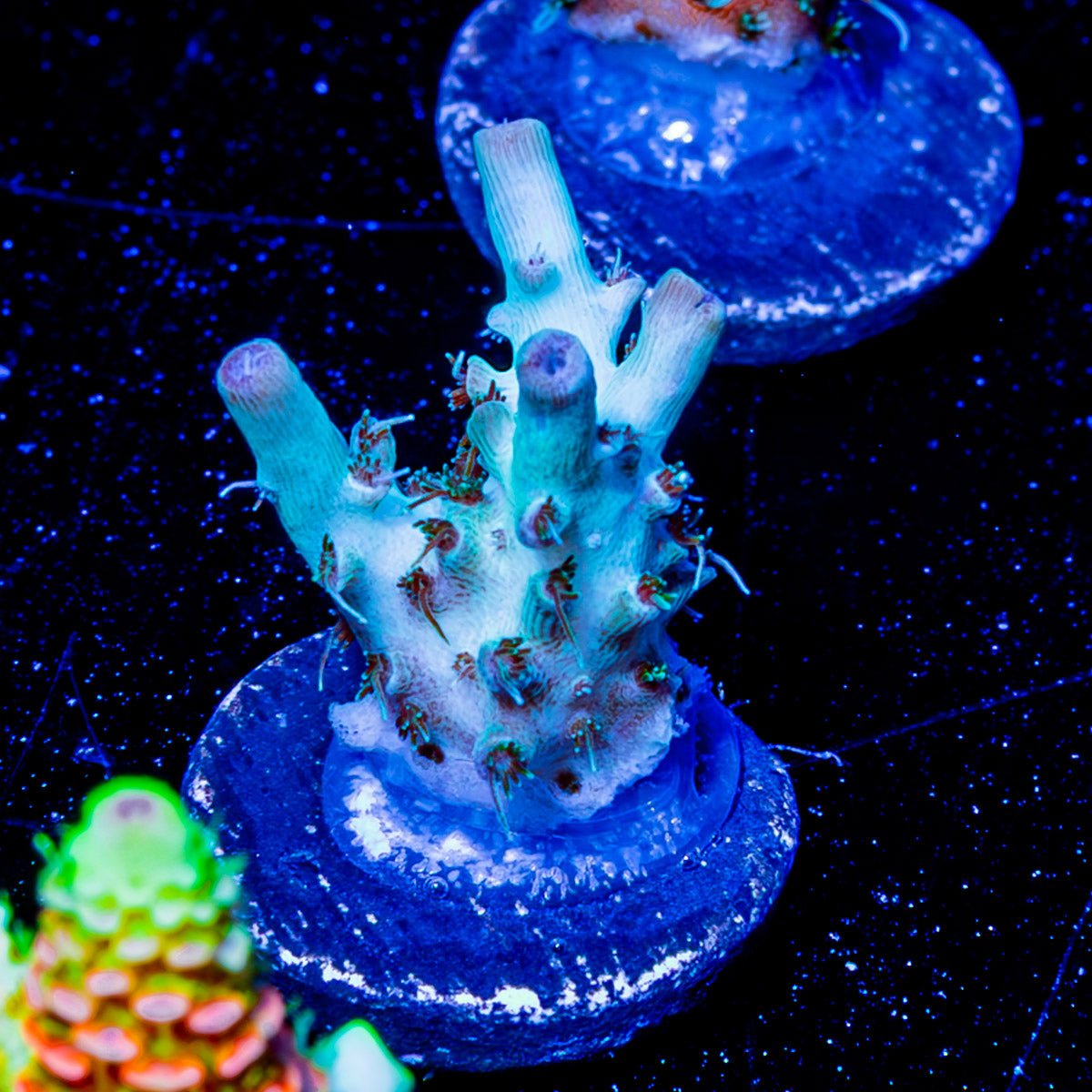 Yoda Acropora - riptide aquaculture llc
