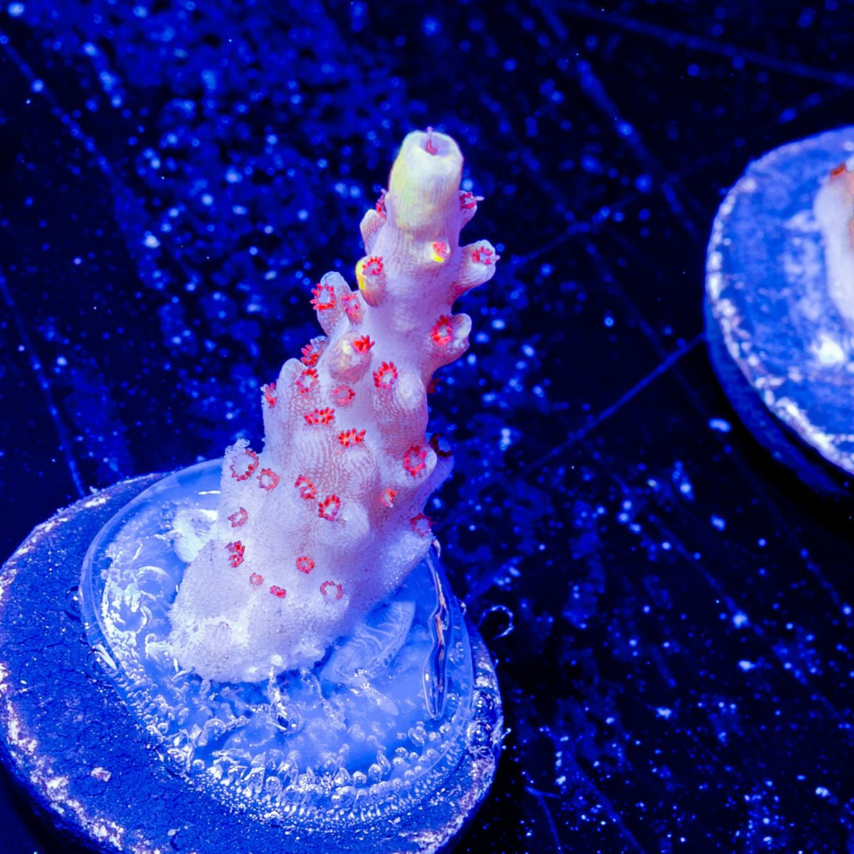 Pink Floyd Acropora - riptide aquaculture llc