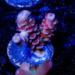 Globe Master Acropora - riptide aquaculture llc
