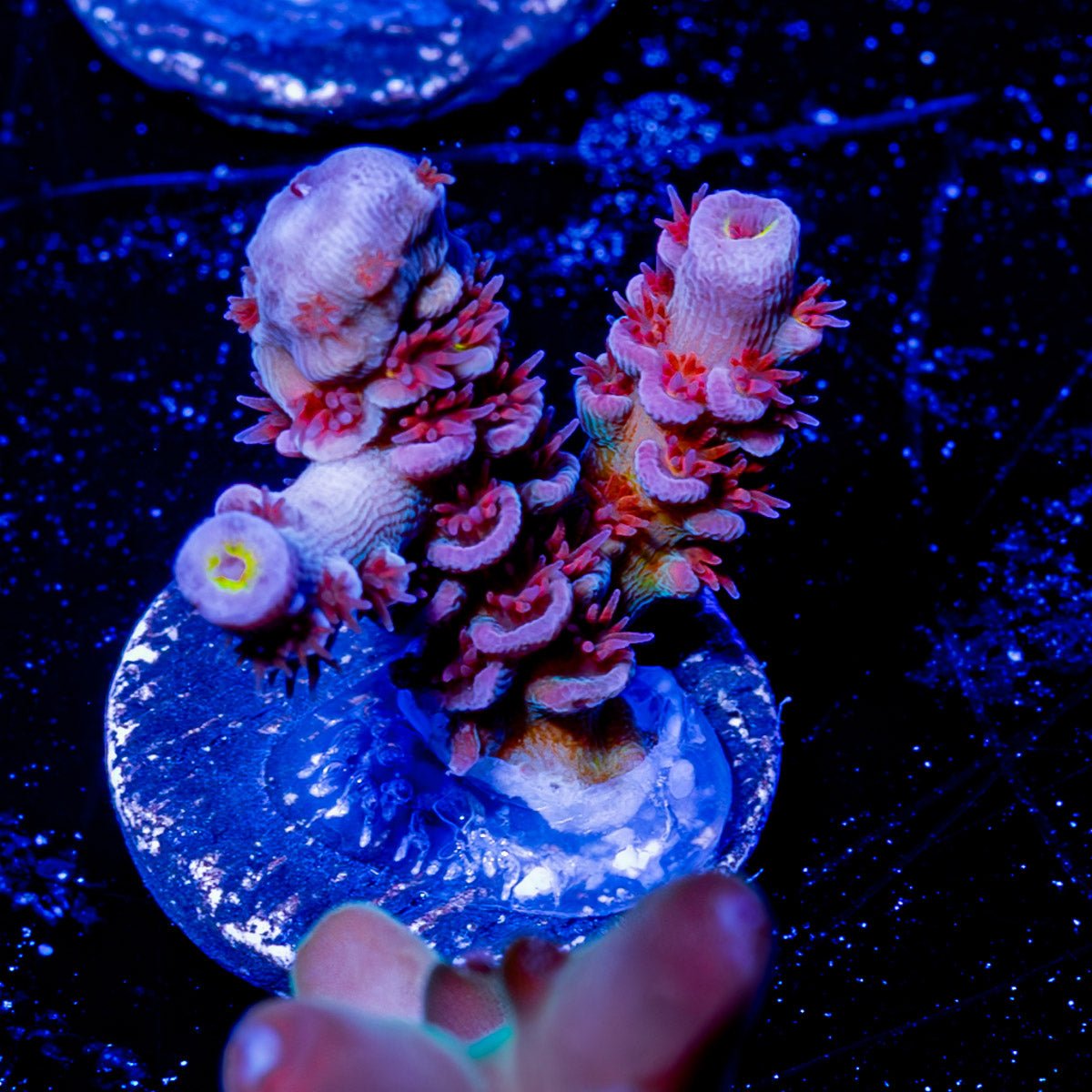 Globe Master Acropora - riptide aquaculture llc