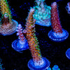 Sky Walker Millepora - riptide aquaculture llc