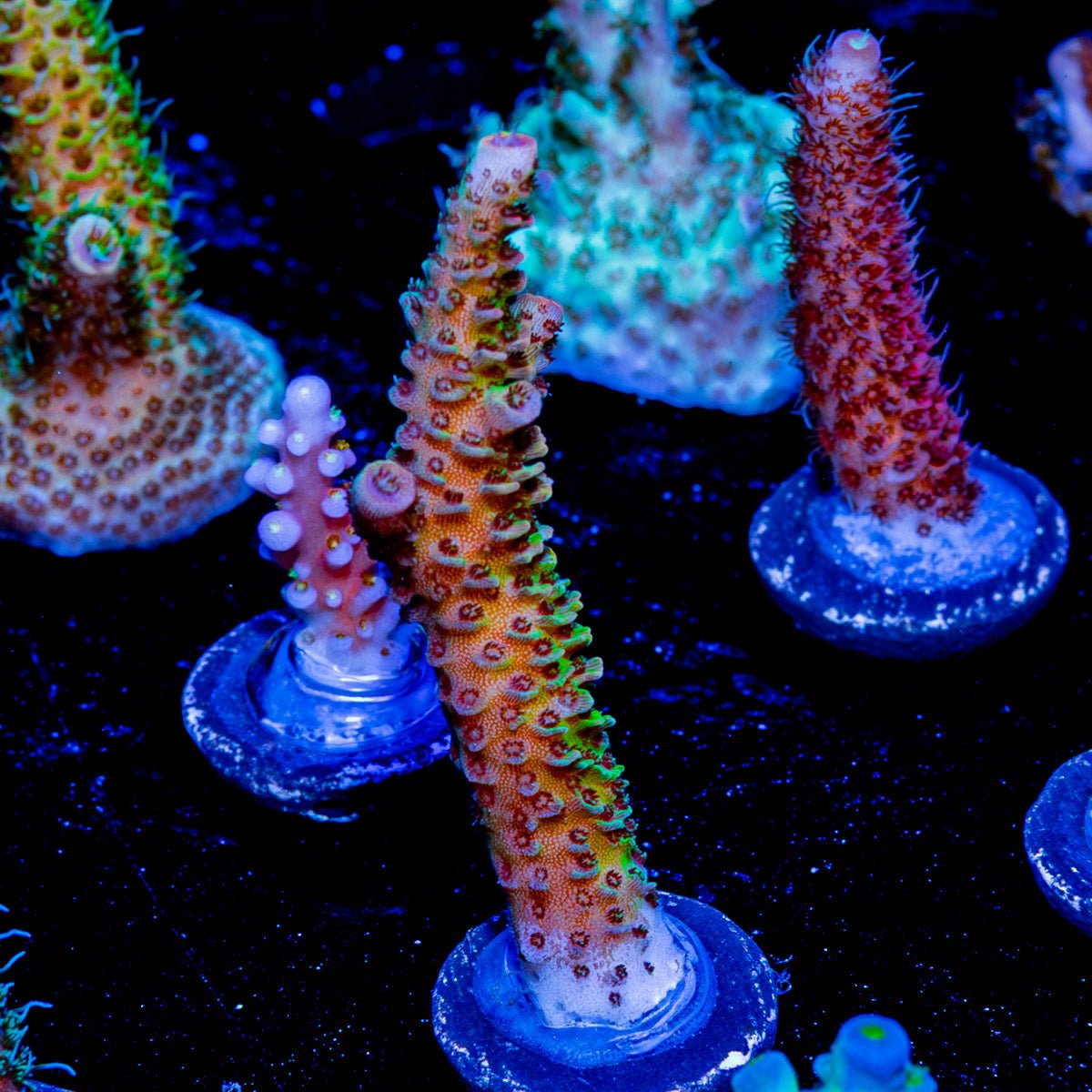 Sky Walker Millepora - riptide aquaculture llc