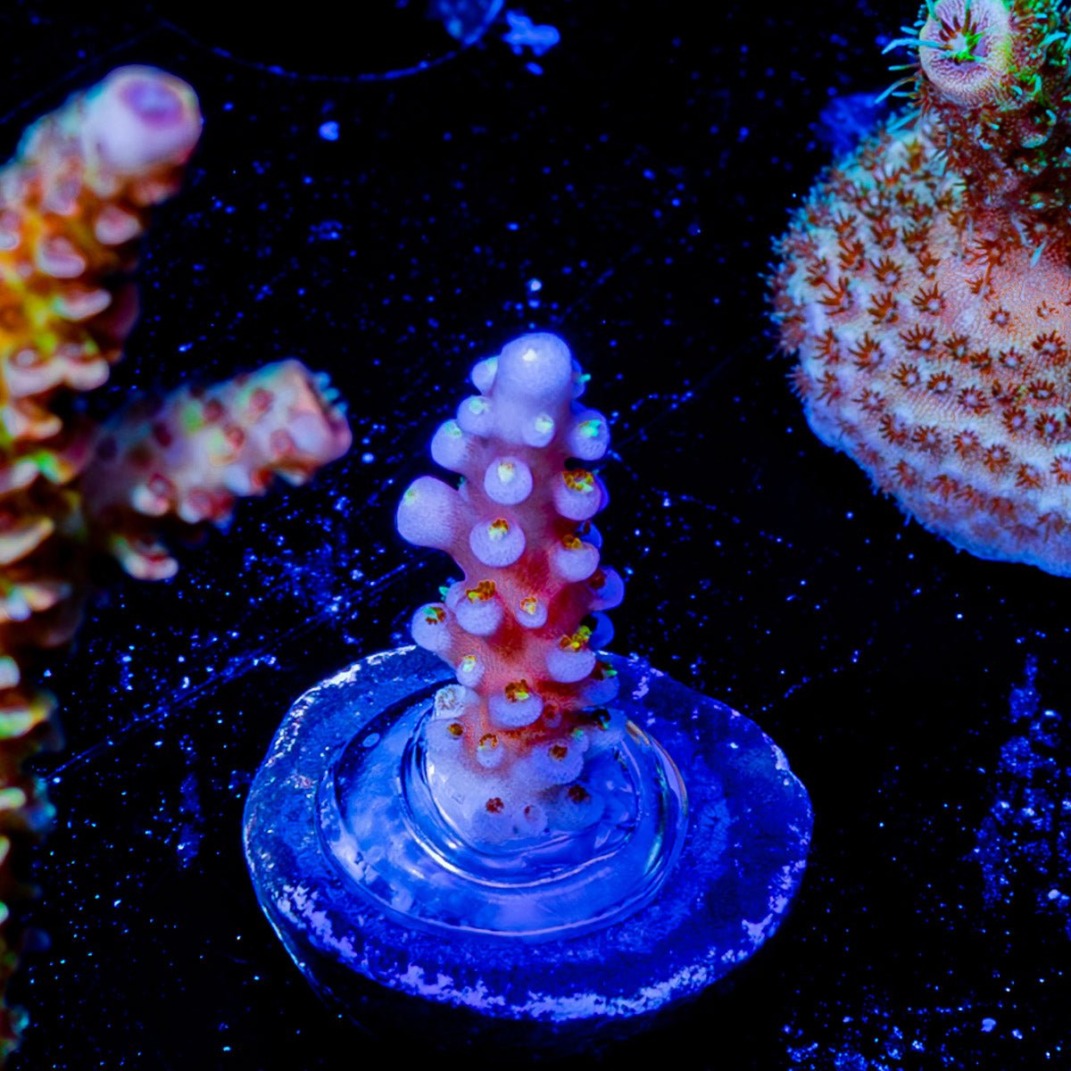 ARC Fireworks Acropora - riptide aquaculture llc