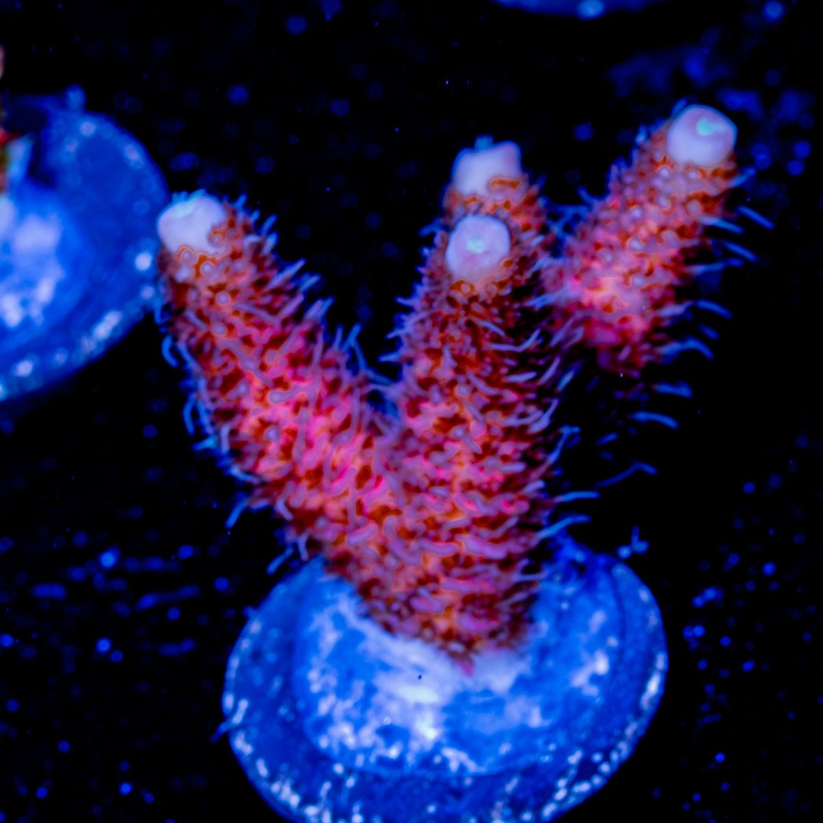 Judge Judy Millepora - riptide aquaculture llc