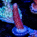 Judge Judy Millepora - riptide aquaculture llc