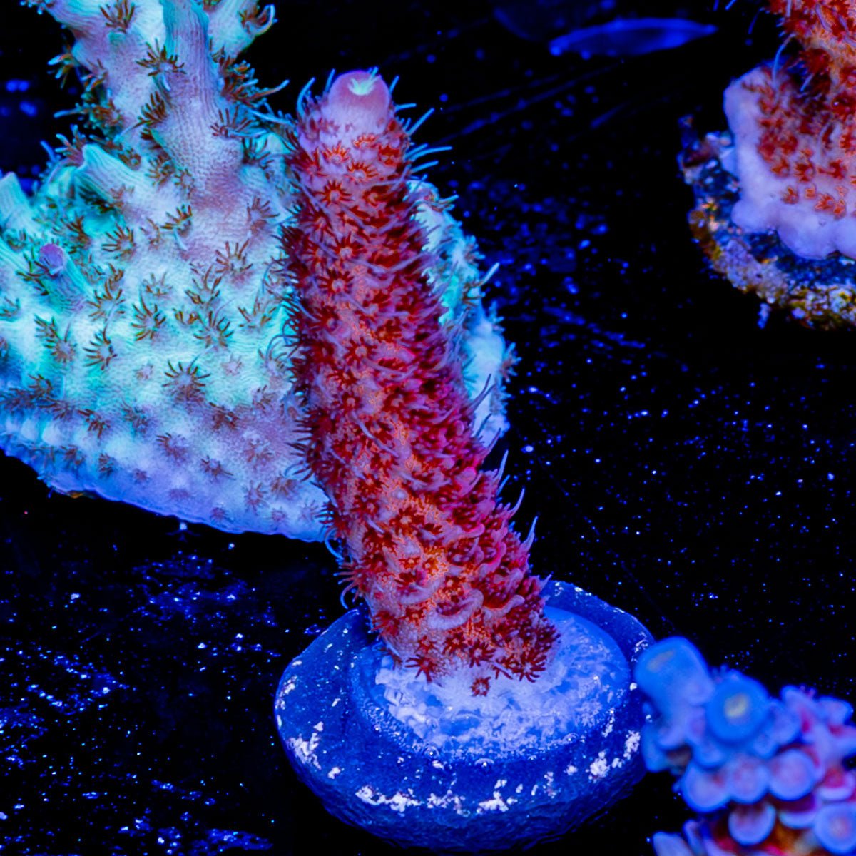 Judge Judy Millepora - riptide aquaculture llc