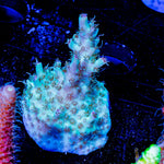Yoda Acropora - riptide aquaculture llc