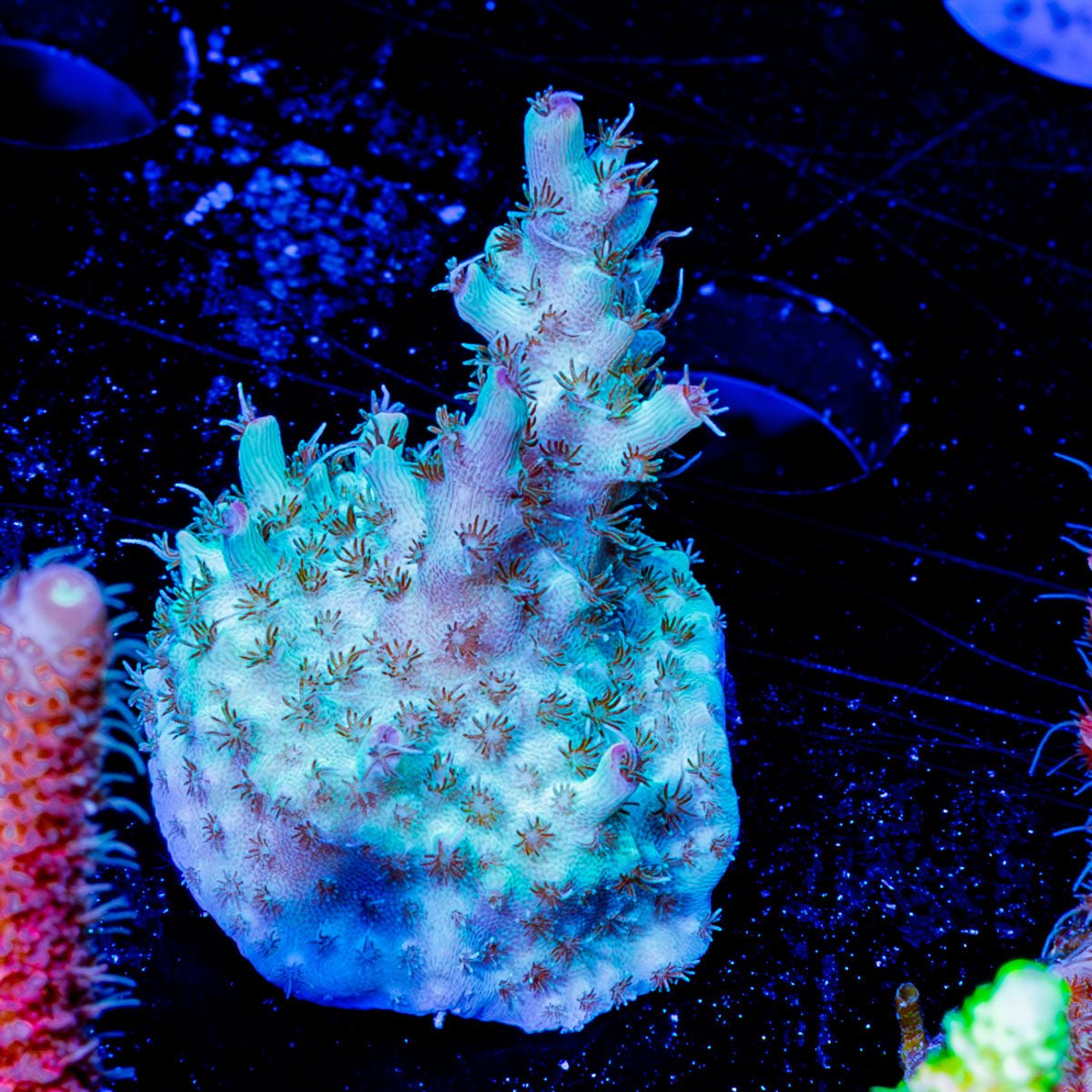 Yoda Acropora - riptide aquaculture llc