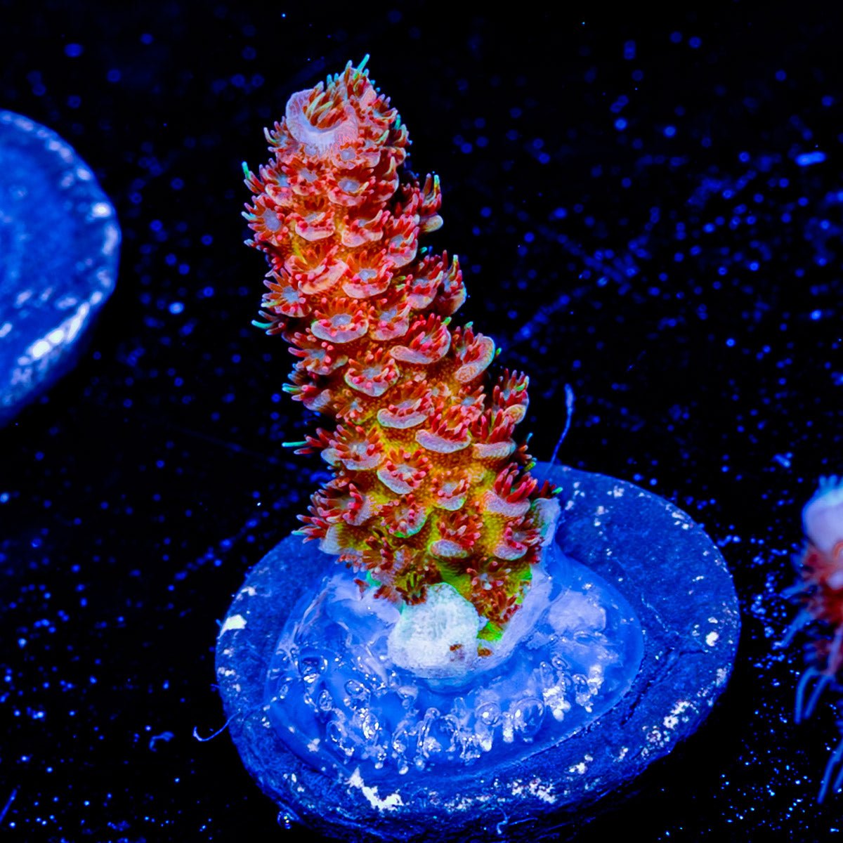 Robot Santa claus Acropora - riptide aquaculture llc