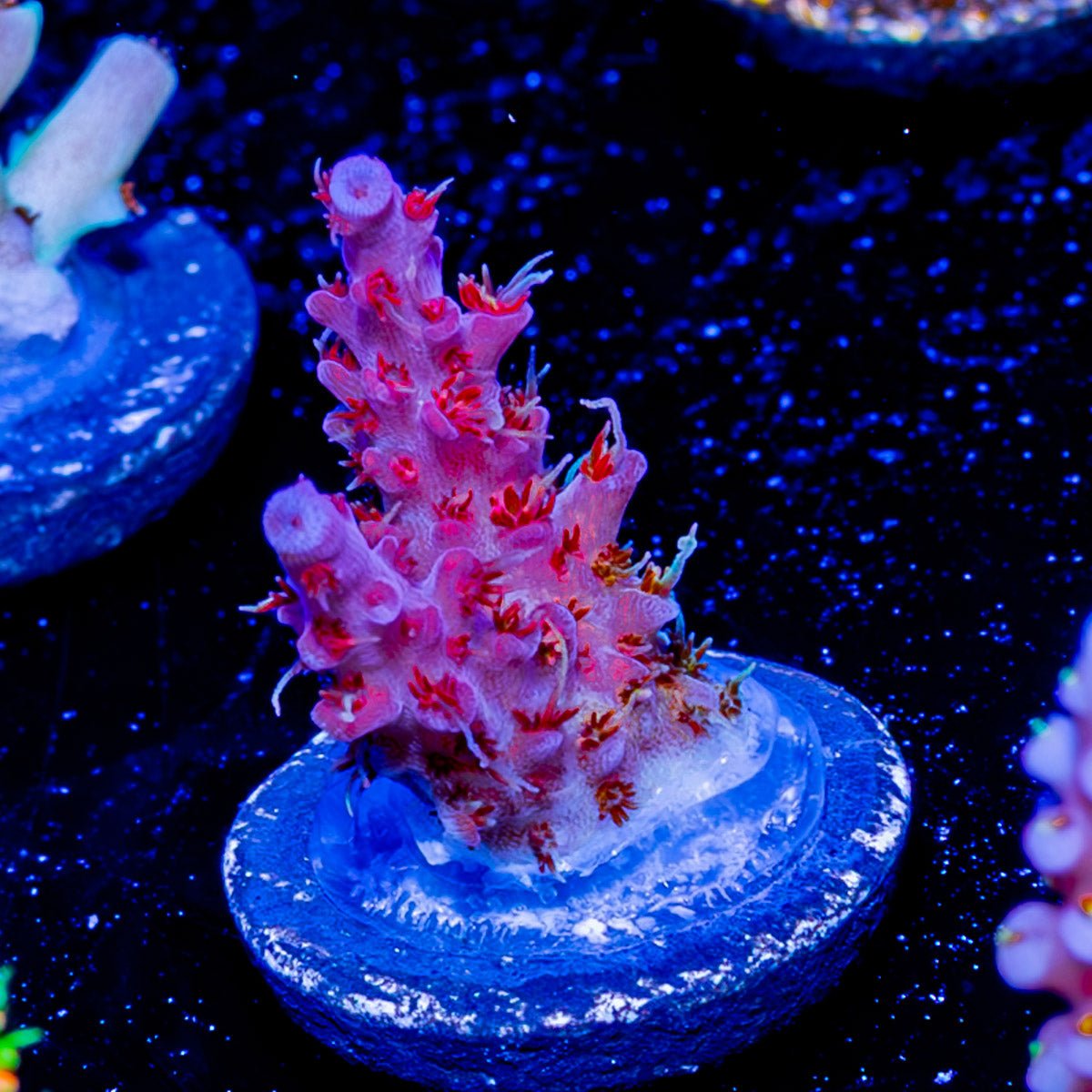 Night Fury Acropora - riptide aquaculture llc