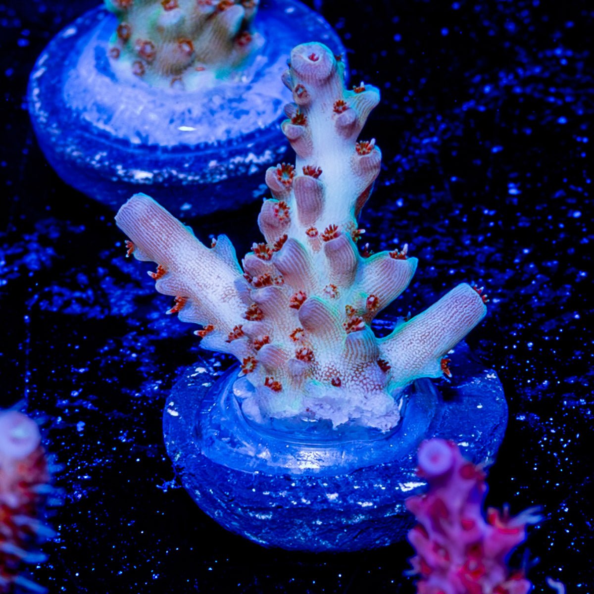 Flash Point Acropora - riptide aquaculture llc