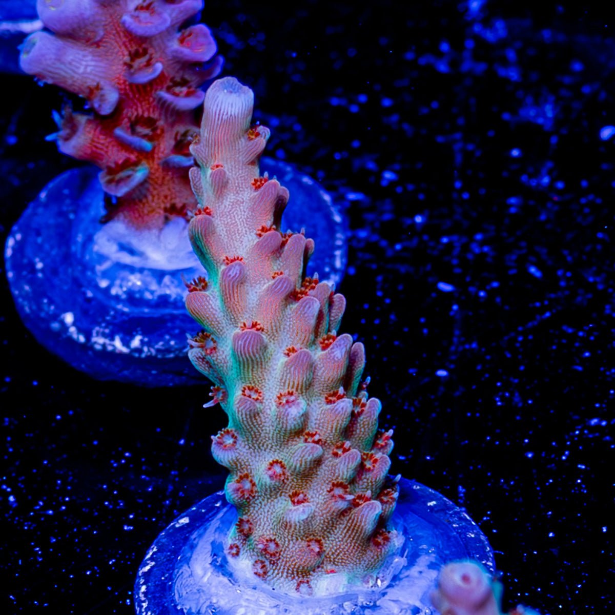 Flash Point Acropora - riptide aquaculture llc