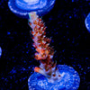 Robot Santa clause Acropora - riptide aquaculture llc