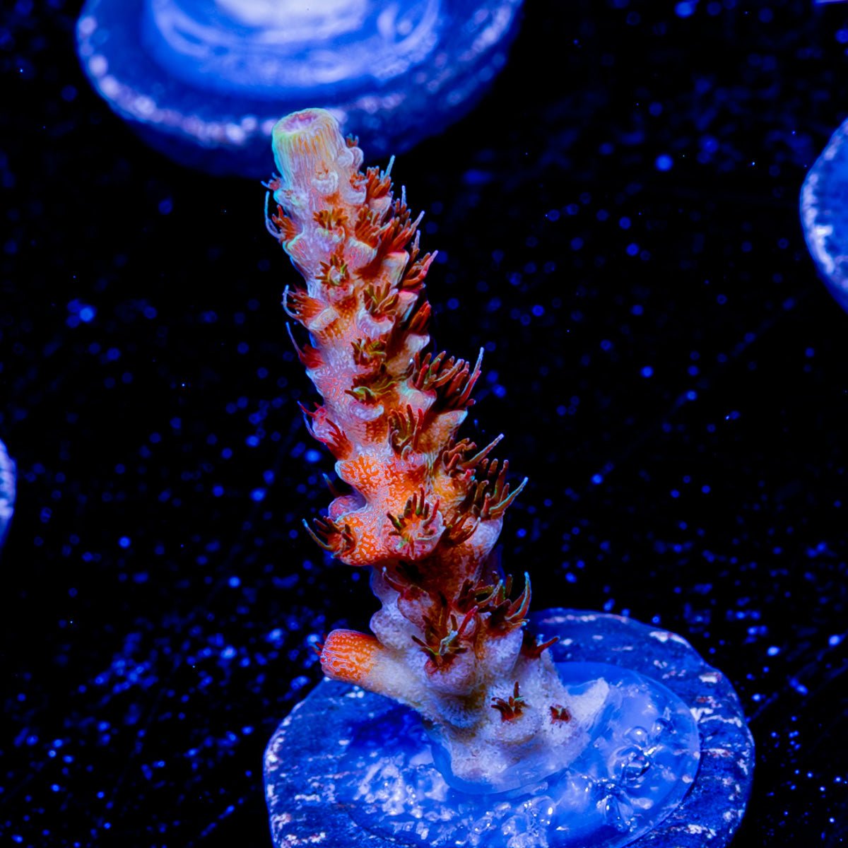Robot Santa clause Acropora - riptide aquaculture llc