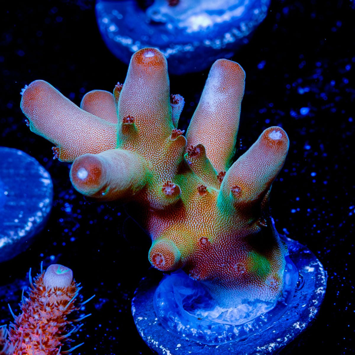 Banana Hands Acropora - riptide aquaculture llc