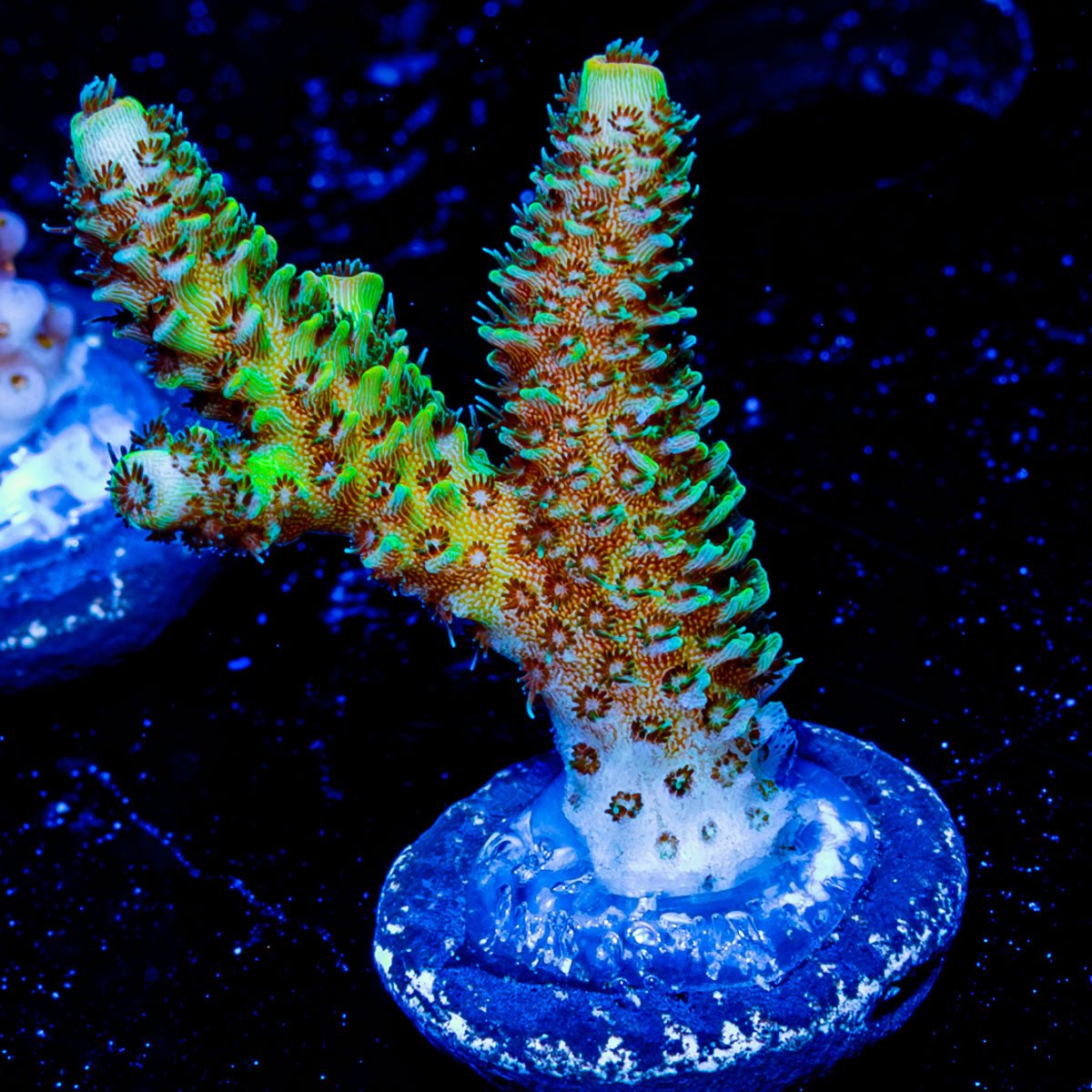 Sky Walker Millepora - riptide aquaculture llc