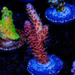 Robot Santa clause Acropora - riptide aquaculture llc