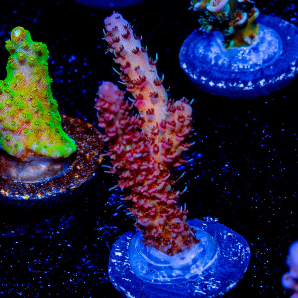 Robot Santa clause Acropora - riptide aquaculture llc