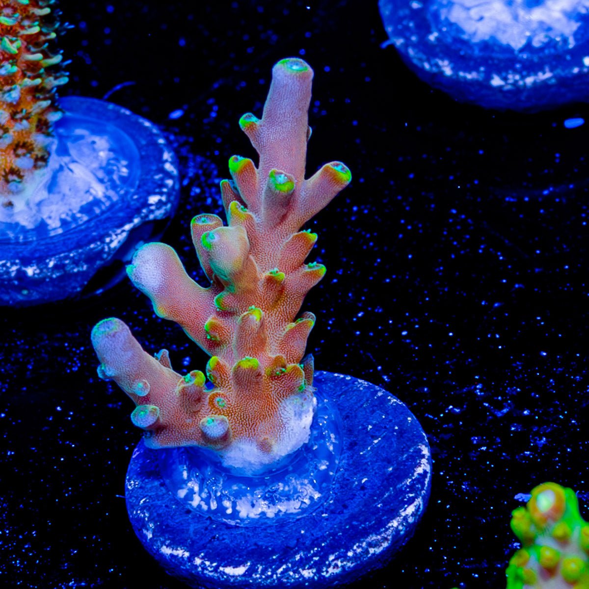 Bali Shortcake Acropora - riptide aquaculture llc