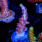 Pink Floyd Acropora - riptide aquaculture llc