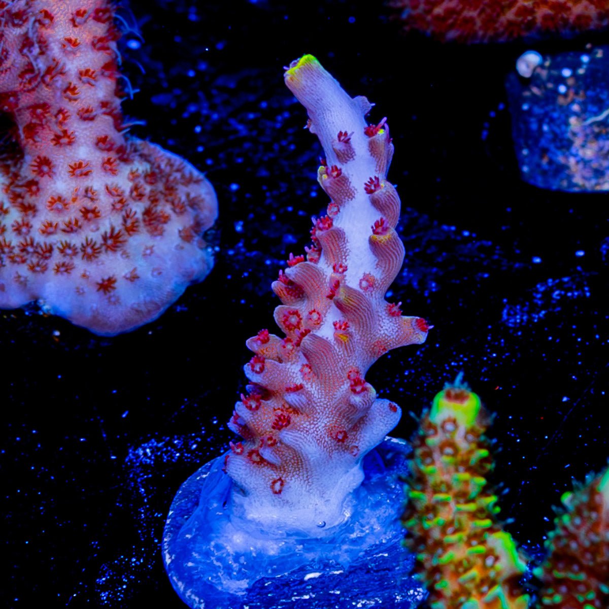 Pink Floyd Acropora - riptide aquaculture llc