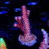 Judge Judy Millepora - riptide aquaculture llc