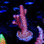Judge Judy Millepora - riptide aquaculture llc