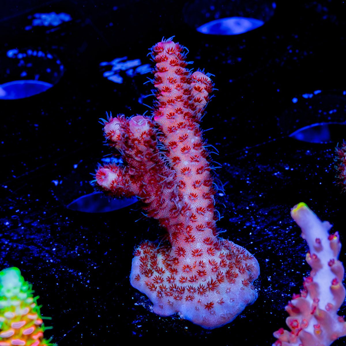 Judge Judy Millepora - riptide aquaculture llc