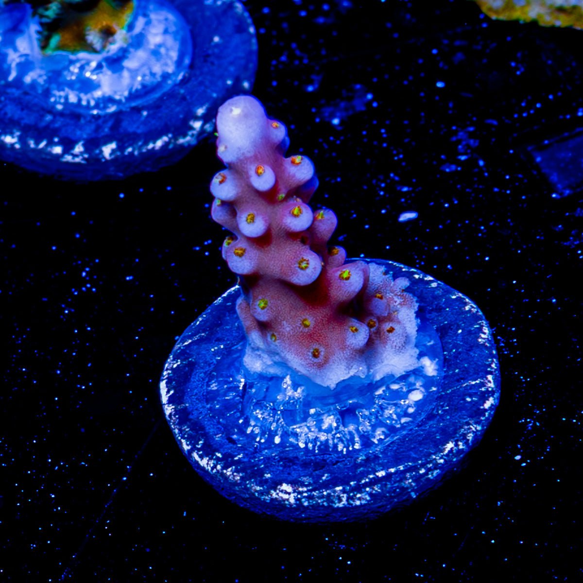 ARC Fireworks Acropora - riptide aquaculture llc