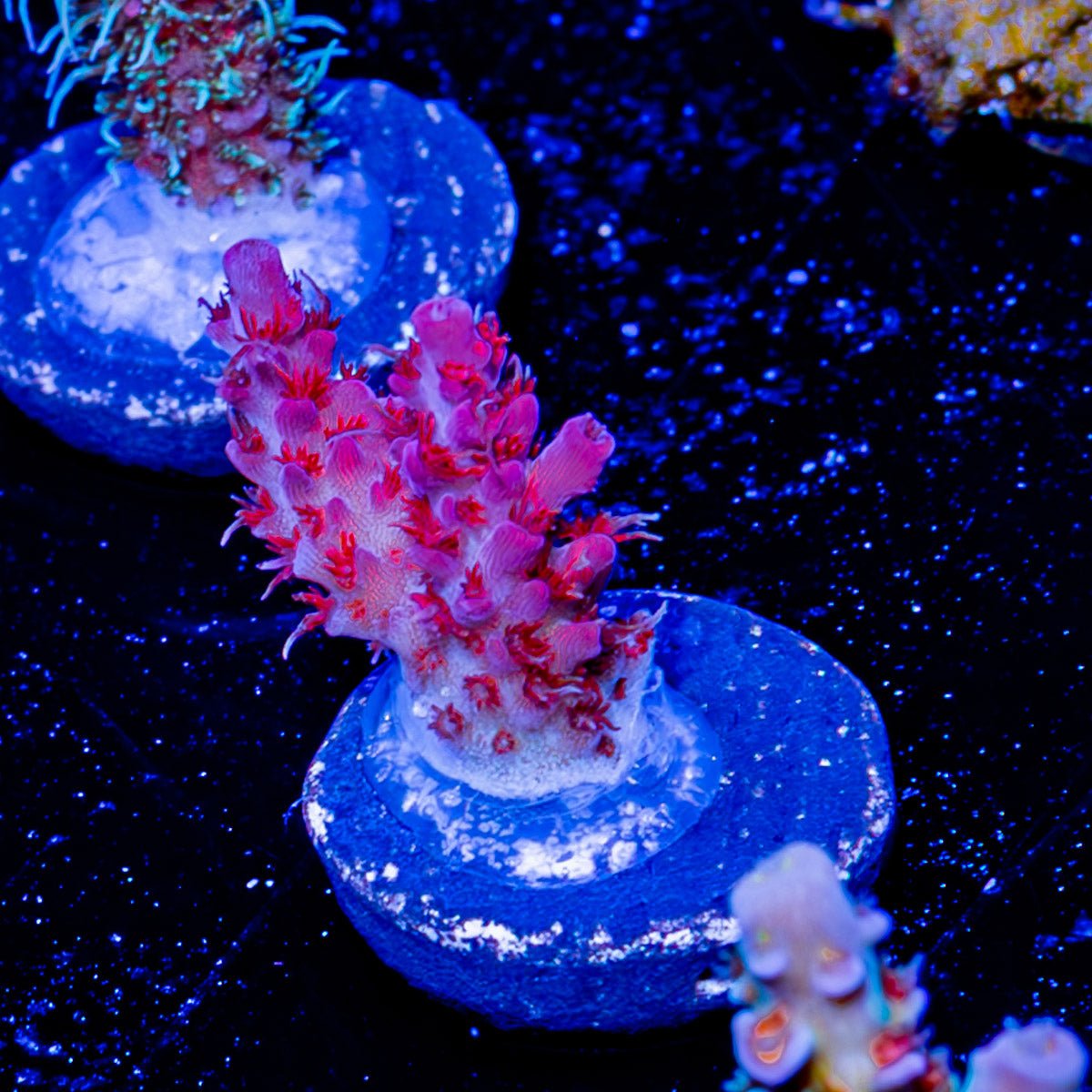 Night Fury Acropora - riptide aquaculture llc