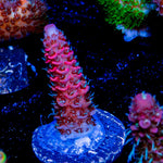 Sky Walker Millepora - riptide aquaculture llc