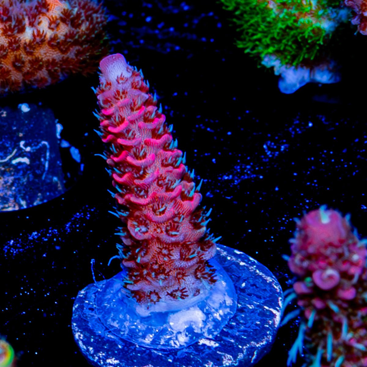 Sky Walker Millepora - riptide aquaculture llc