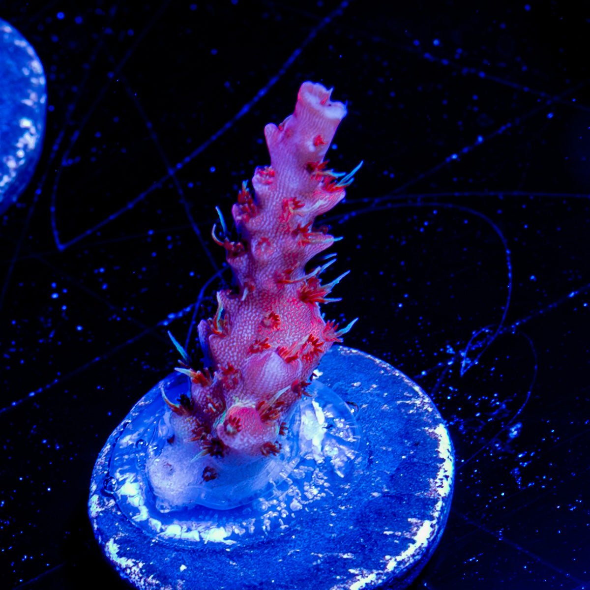 Night Fury Acropora - riptide aquaculture llc